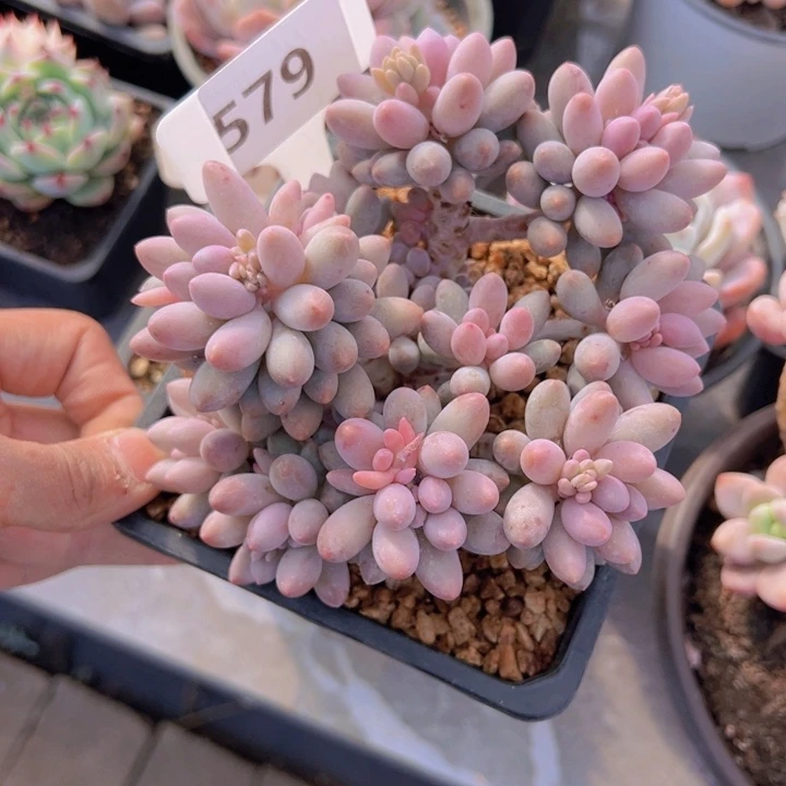 健健康康平平安安