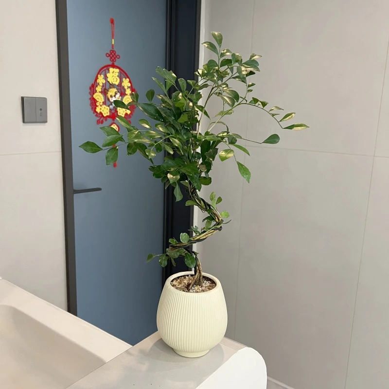 老桩人文九里香七里香盆栽盆景室内客厅办公室前台桌面花卉绿植