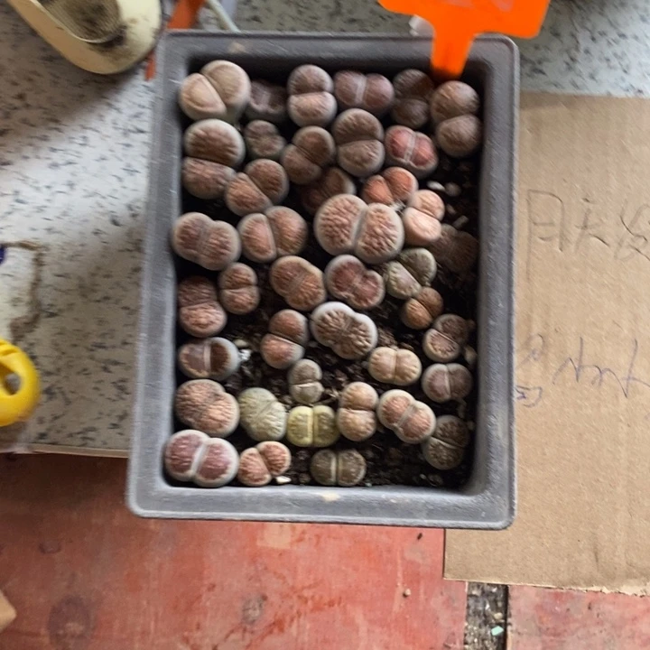 晓***福生石花等植物和植物624
