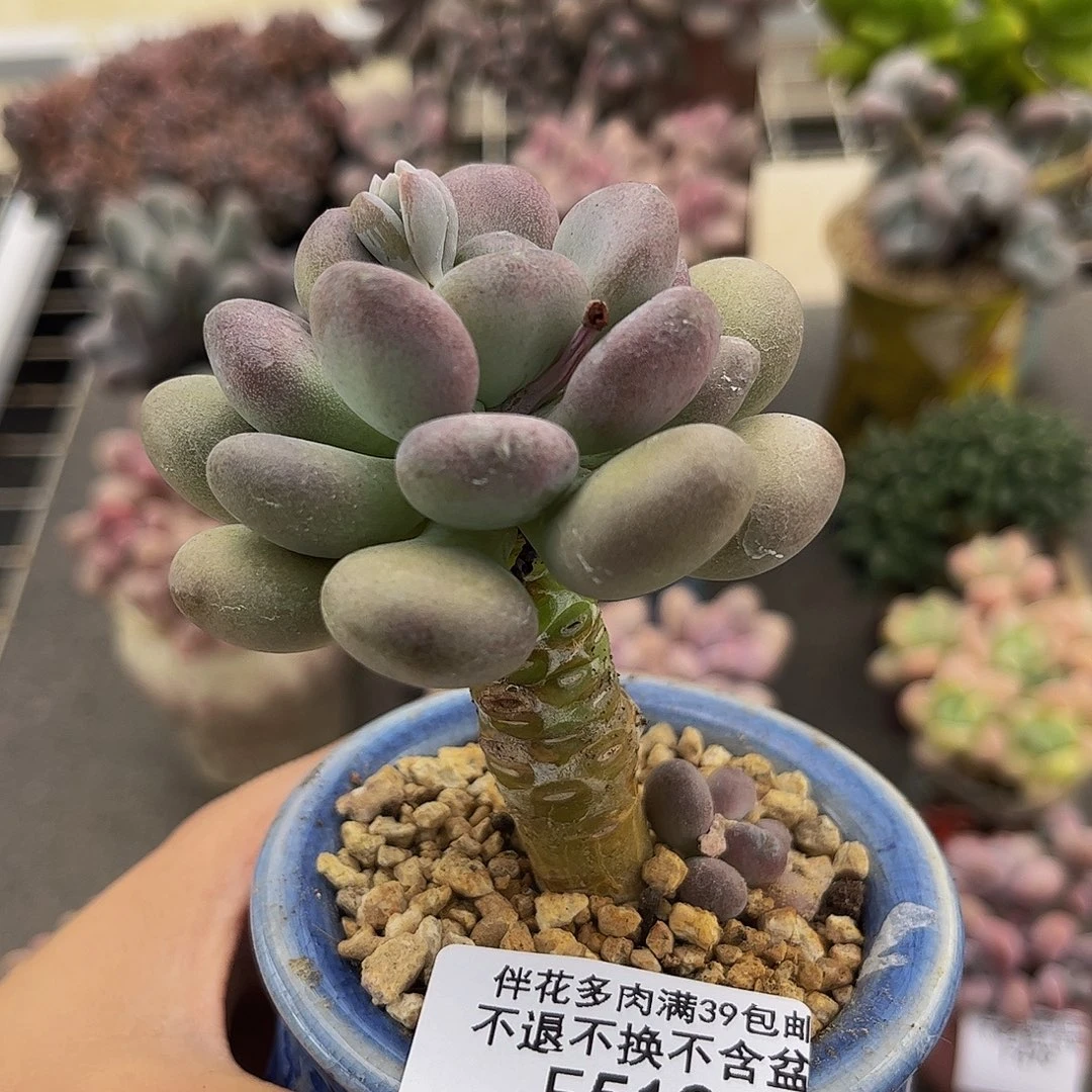 512-月美人多肉5cm