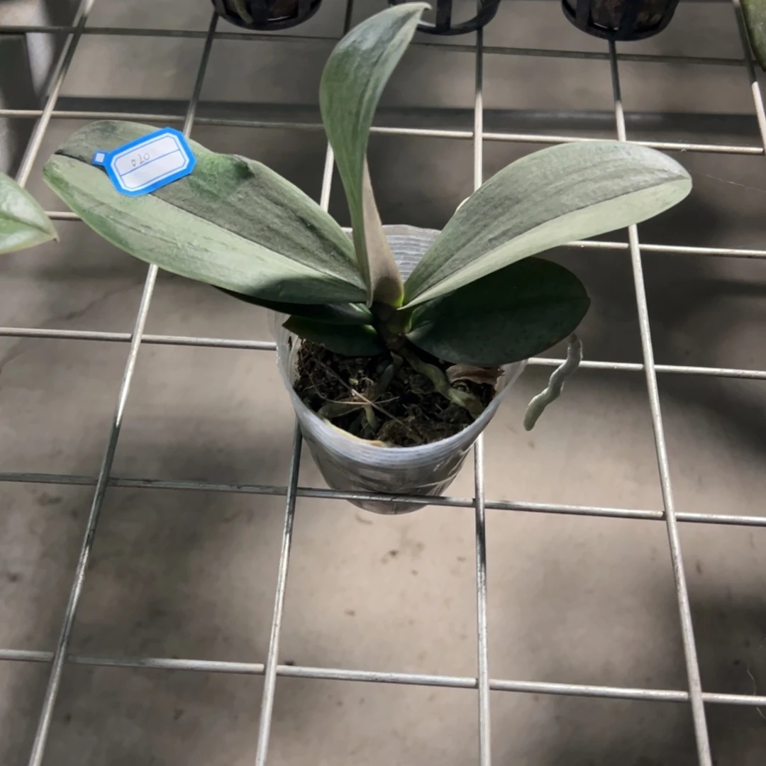 当前无花栽培后可以开花020西交貂蝉处理凑单发货一颗不发货