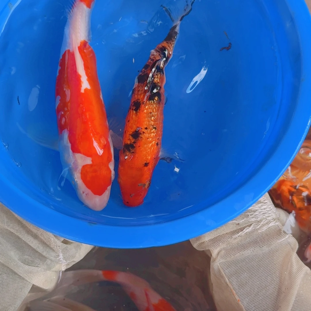 锦鲤锦鲤鱼拍卖包邮价格2