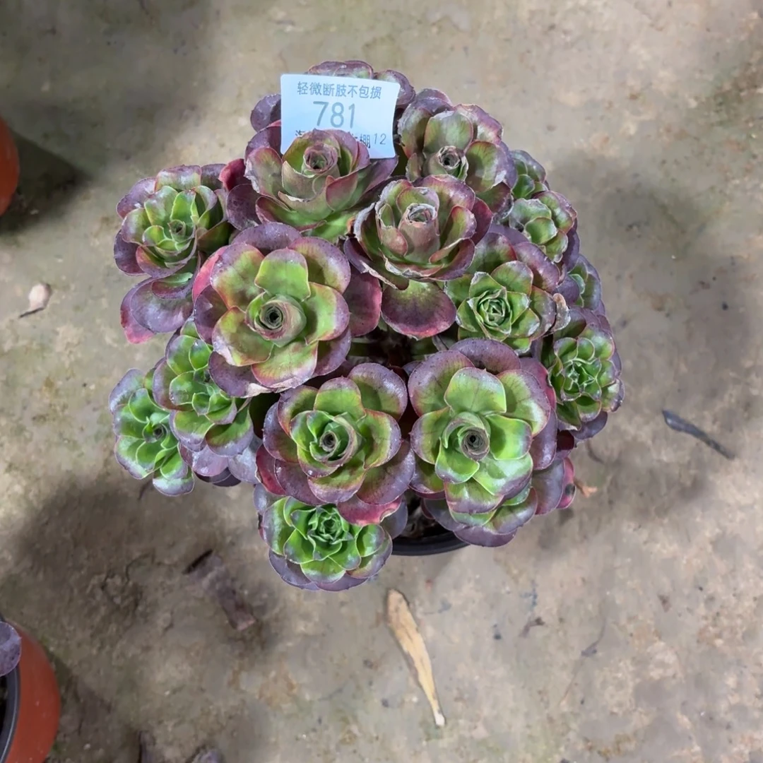 781魅金玫瑰多肉植物法师