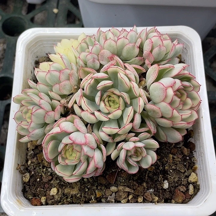 女王梦幻玫瑰锦群生一物一拍