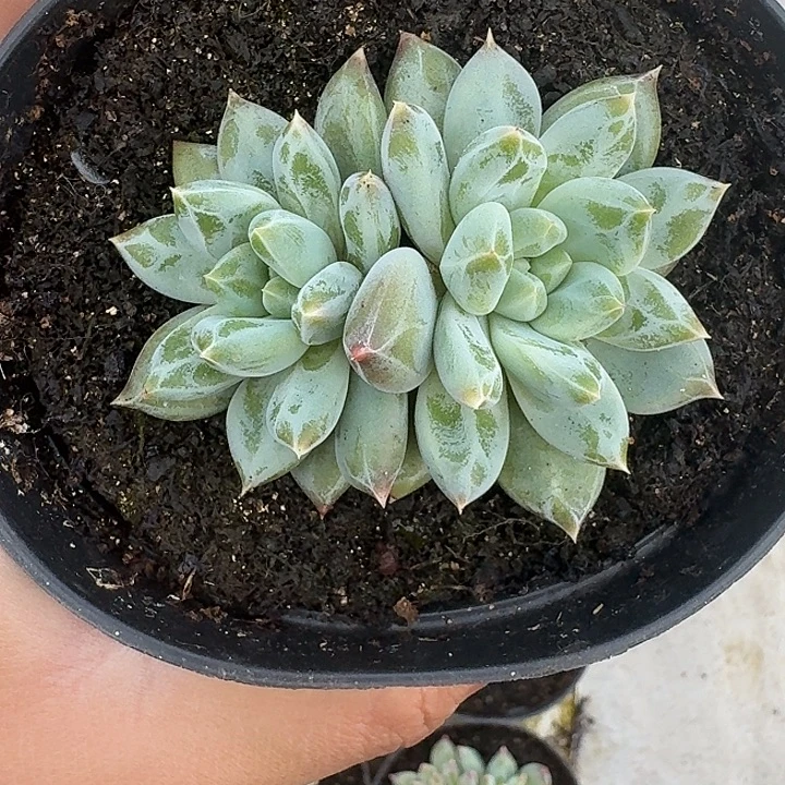 青禾美人 双头  一物一拍