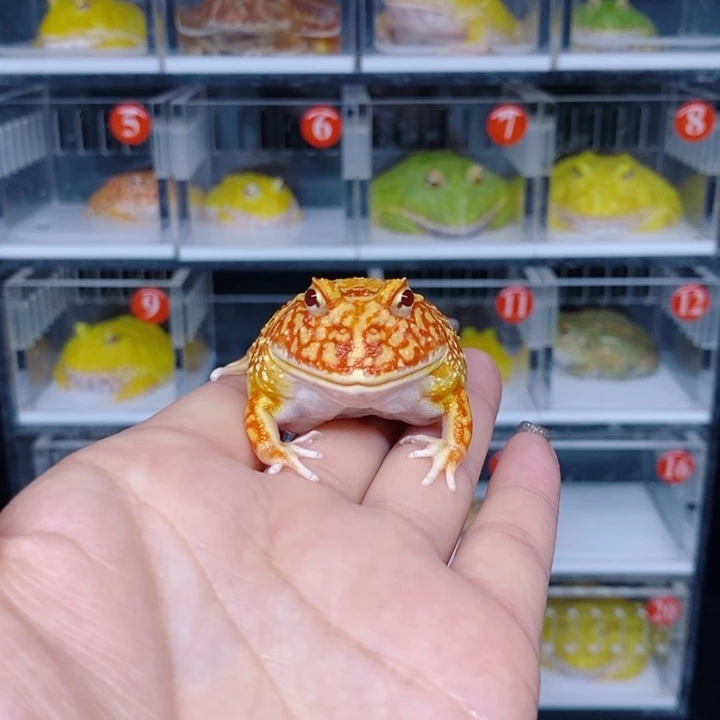 角蛙恭喜发财大吉大利