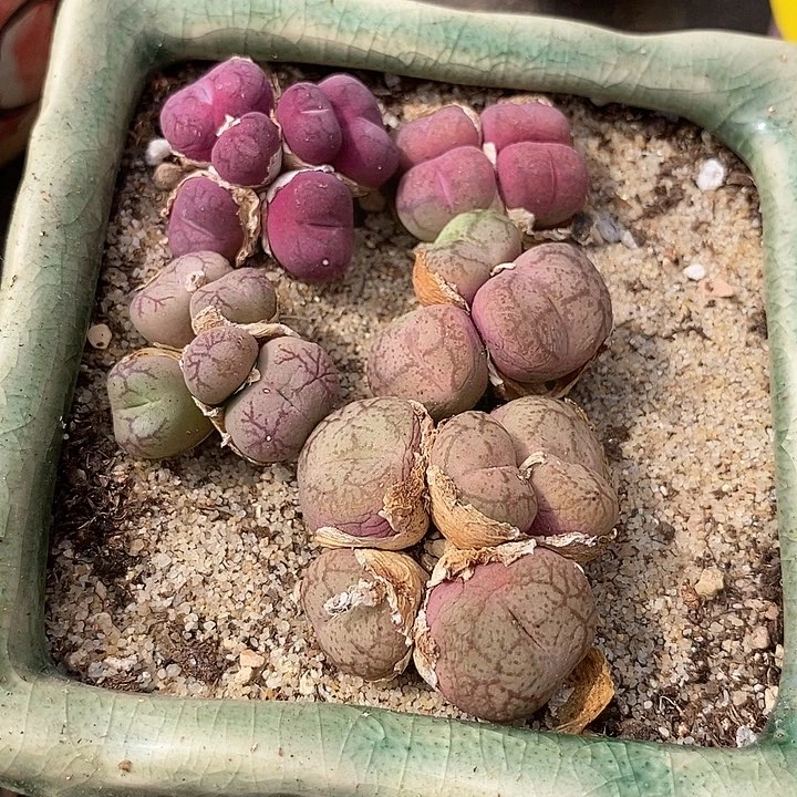 ?**璃6537一组吕杂