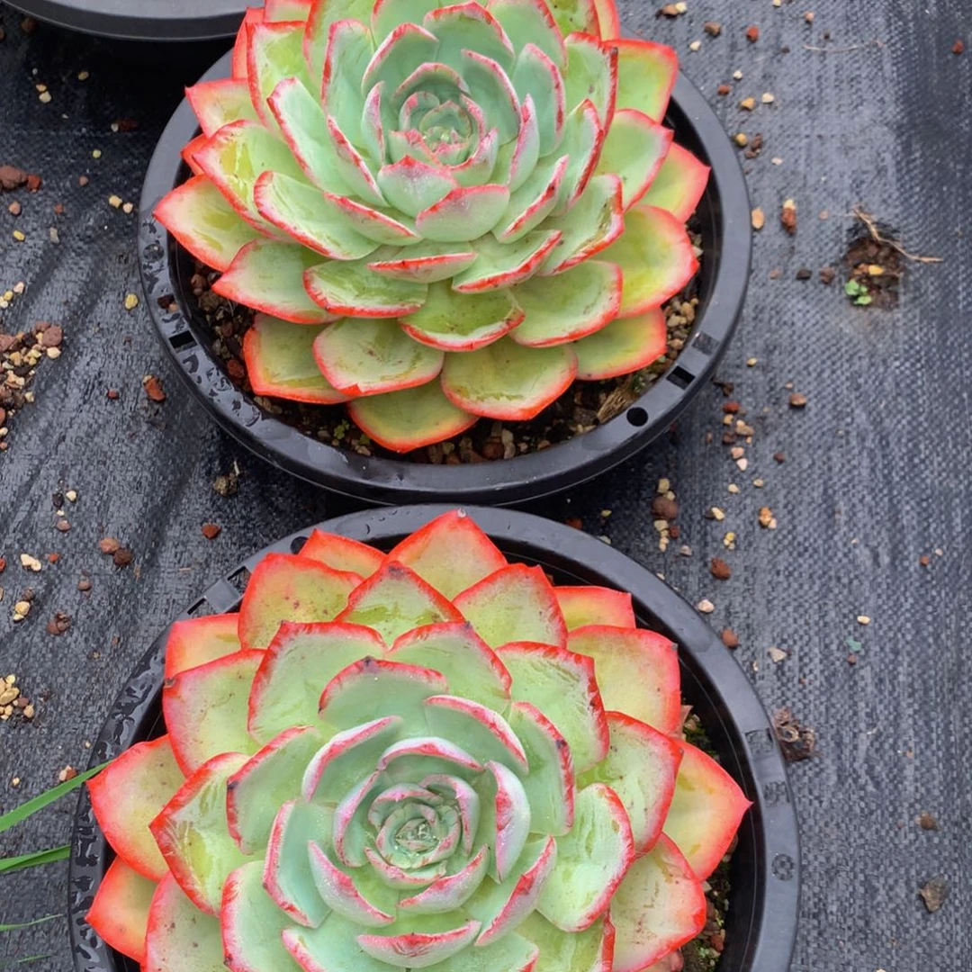 冰与火11111111111111111