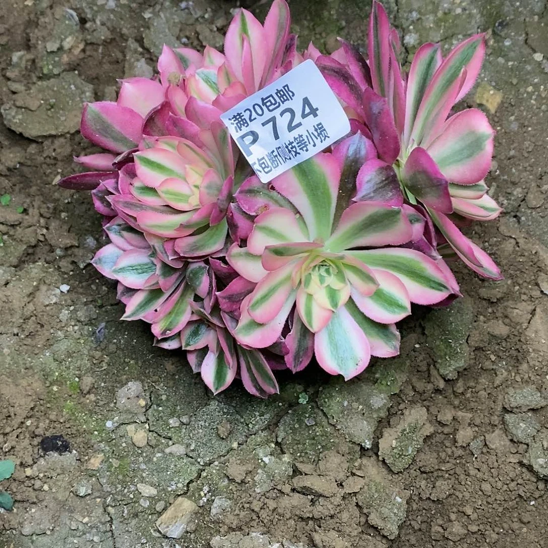 724女巫多肉法师锦有砍