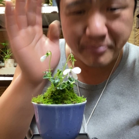 红陶一物一拍所见即所得132