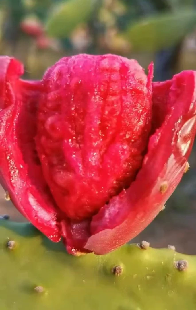 云钻红果特大果仙人掌，种植片25-30