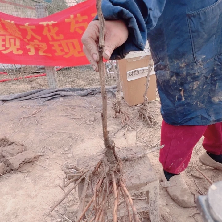 当前无花栽培后可以开花黑豹