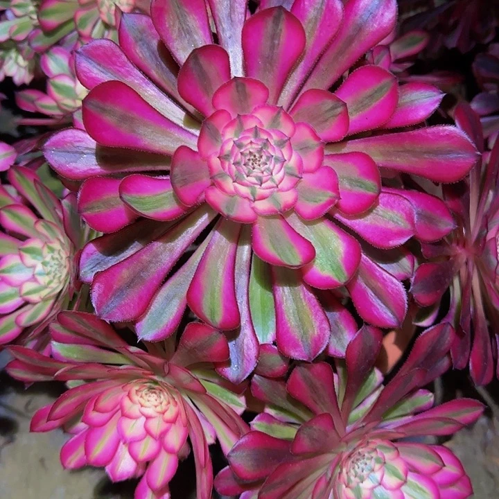 磊精品红铜壶超白锦捧花福利35