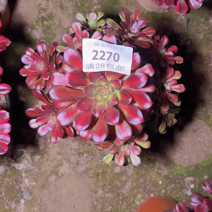 2270晚霞多肉植物老桩