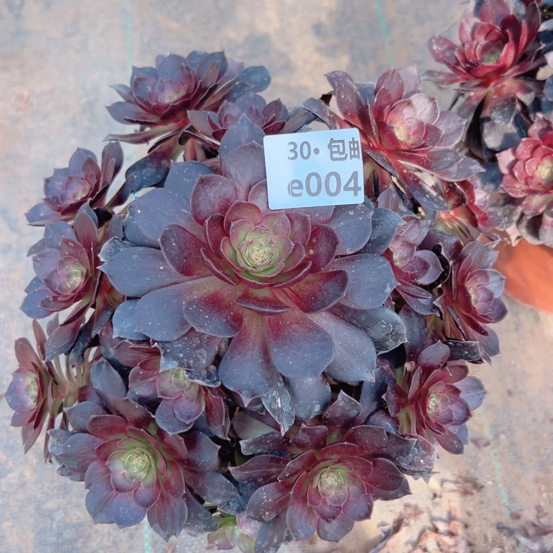 004赤艳连多肉法师