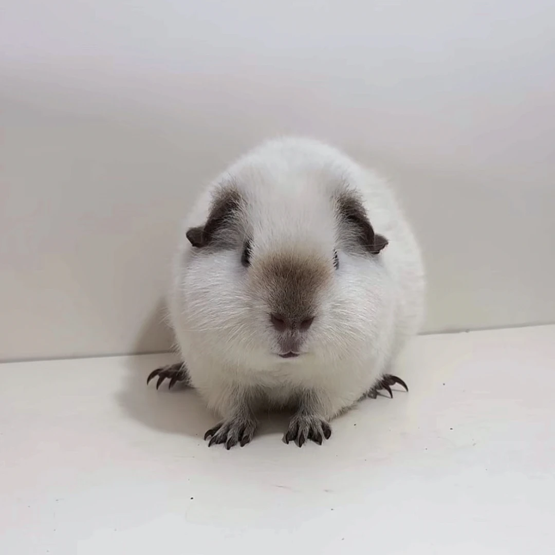 白泰加荷兰猪豚鼠弟弟