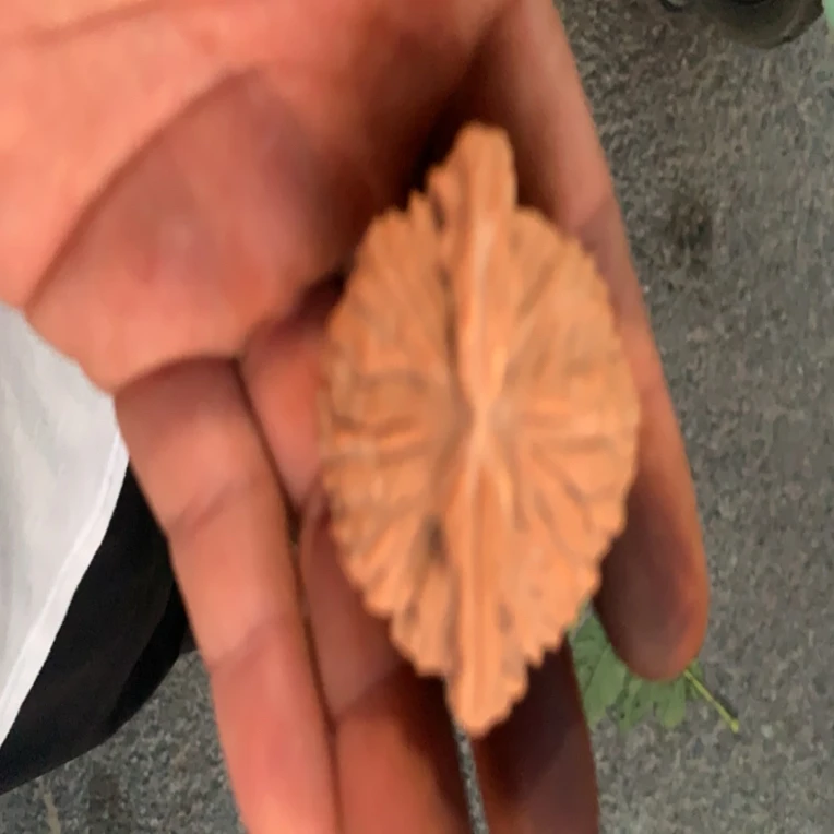直播间专业链接 私自下单 随机发一个核桃