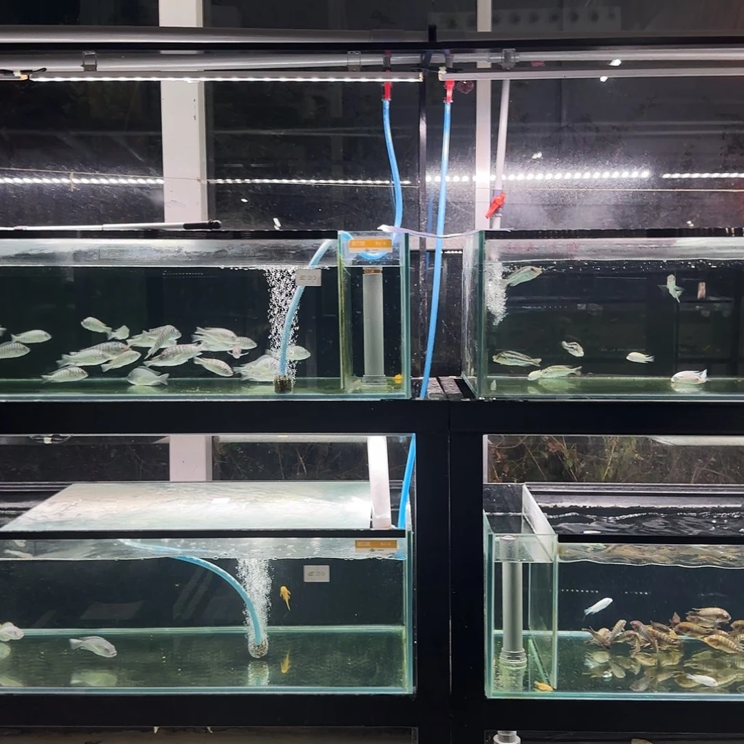 W***g流星鲷三条12公分左右^_^^_^^_^^_^