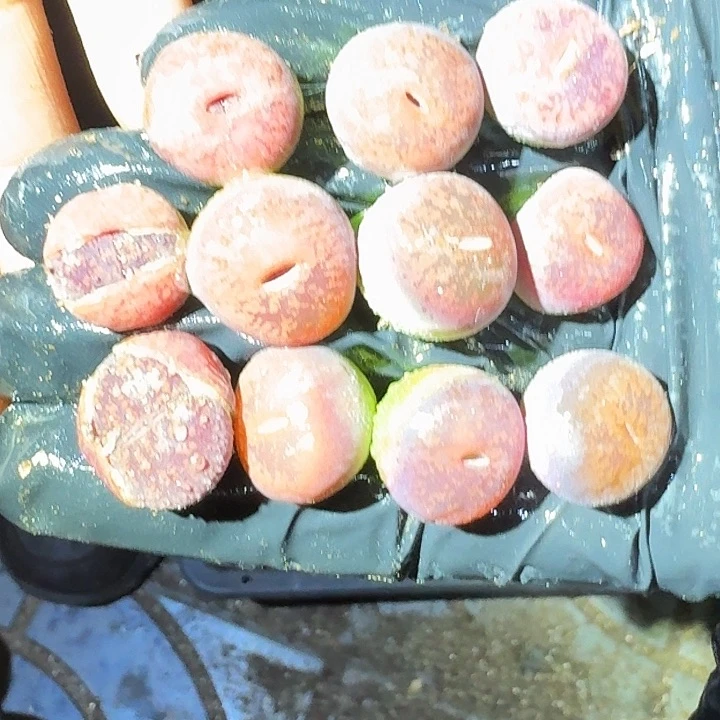 生石花22233。   163