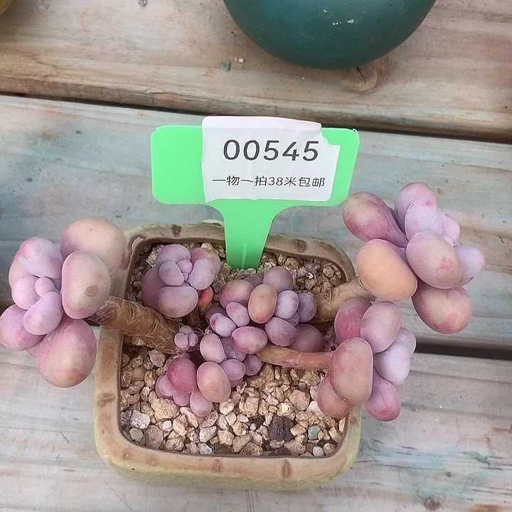 00545，阿就咯哦我洛阳
