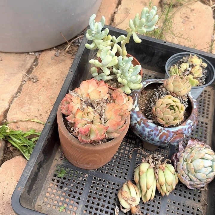七**狗组合福利出好养不售后