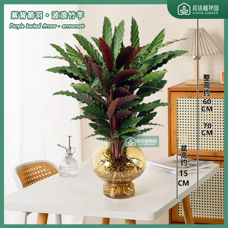 紫背波浪竹芋观叶盆栽室内耐阴植物客厅净化空气绿植四季好养绿植
