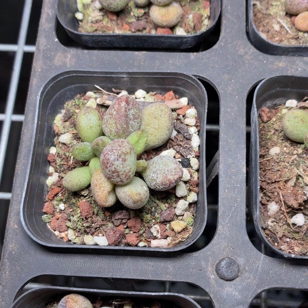 玛丽安多肉9.9包邮发货