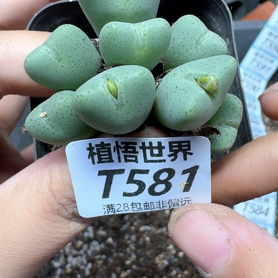 多肉植物的动作dghn