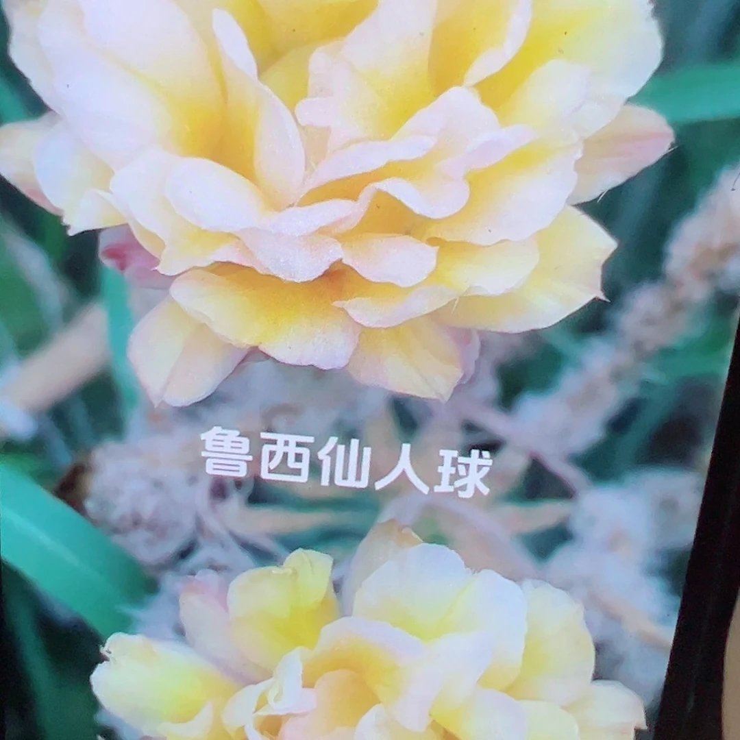 彩草 依然 侧芽 满20包邮