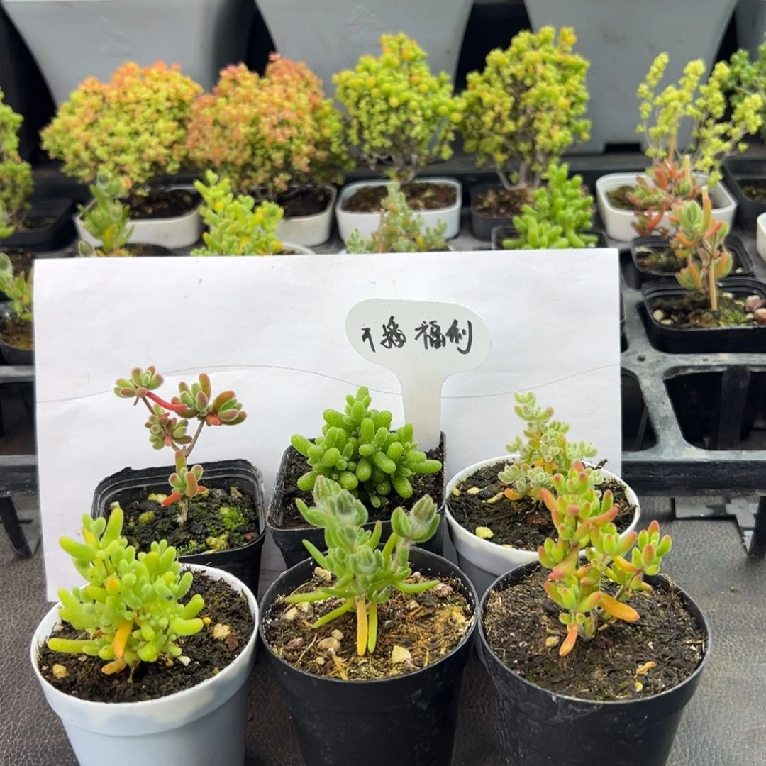 开播福利组合1号