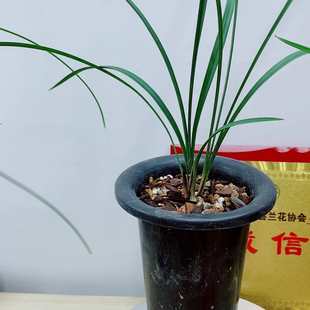 当前无花栽培后可以开花板