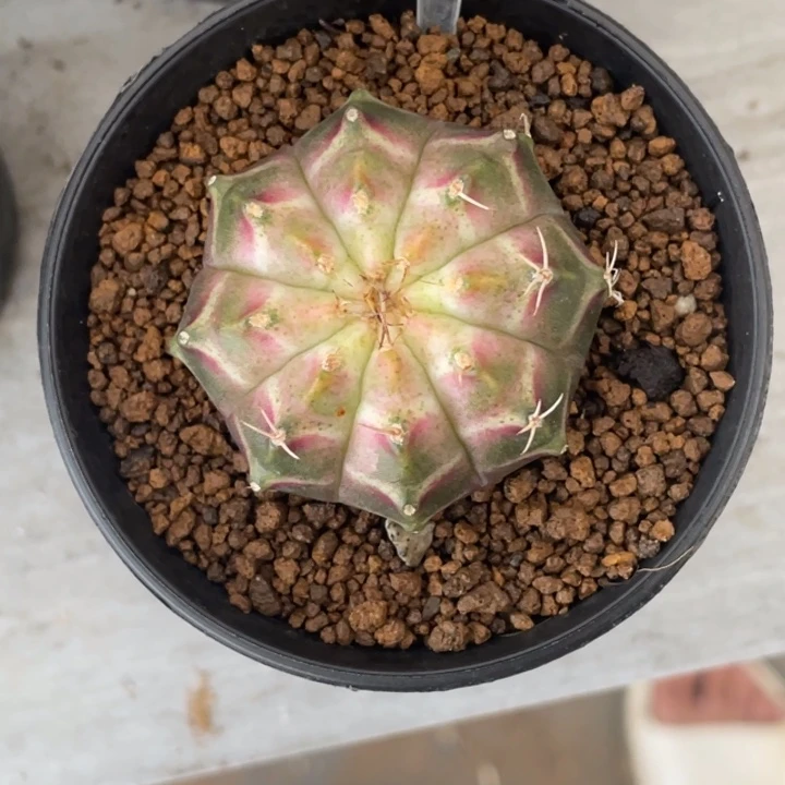 泰系轮回00000012