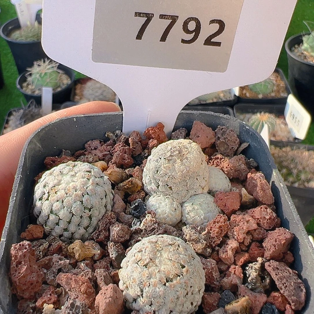 C***n7792蔷薇丸实生裸根发