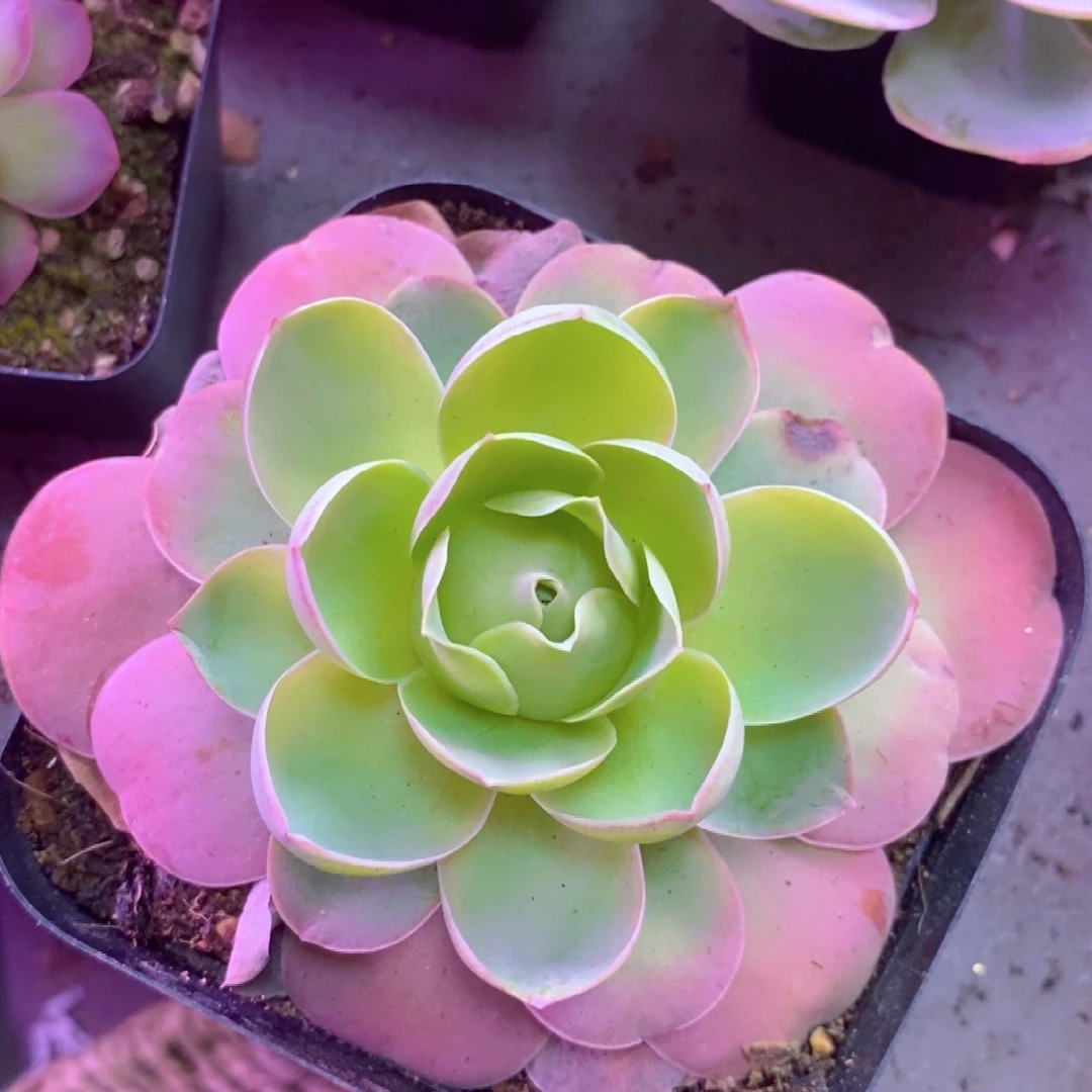 山地玫瑰一物一拍012黄帕后裔