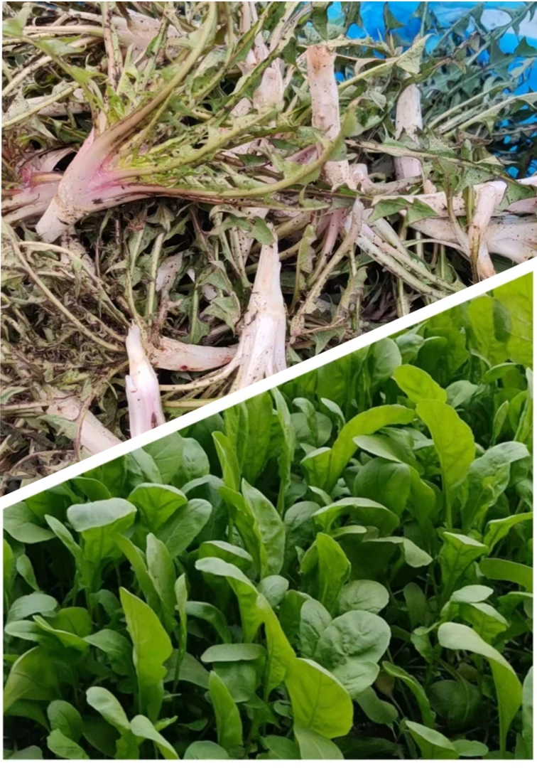 婆婆丁半斤臭菜半斤