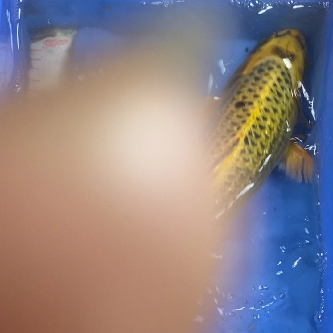 锦鲤冷水锦鲤包邮