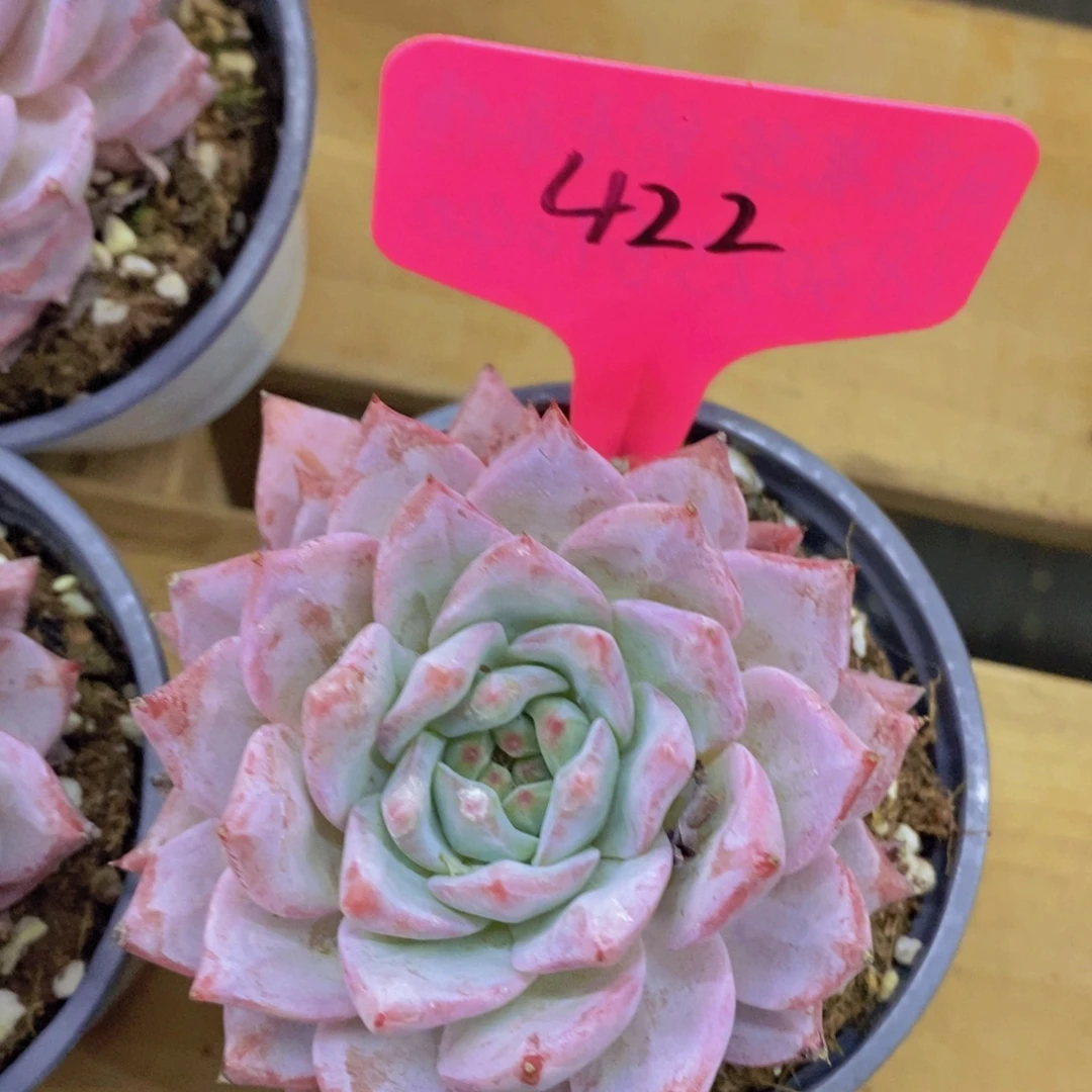 开心多肉，一物一拍，一单包邮，放心购