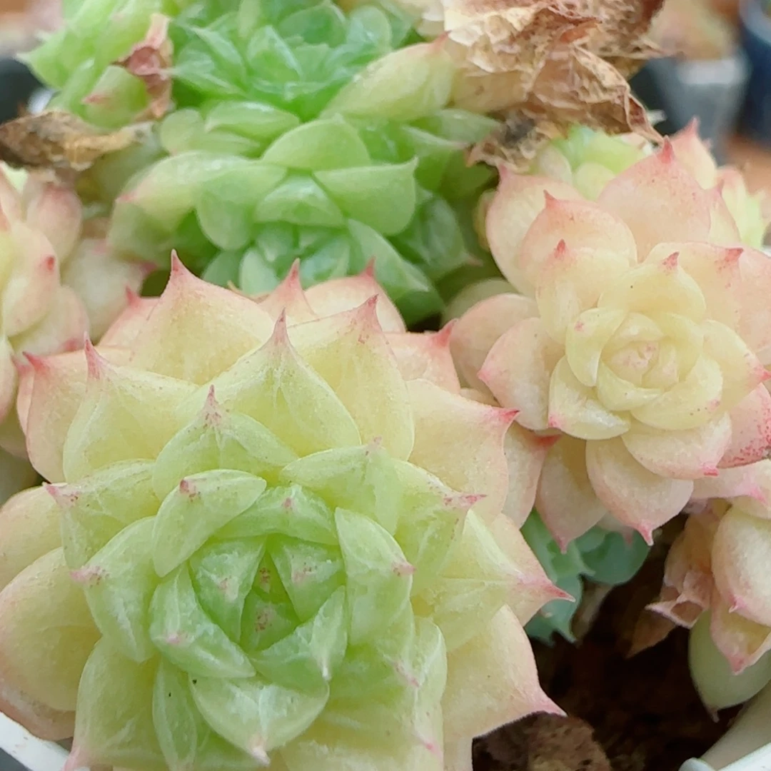 花语逸镜0927-103散