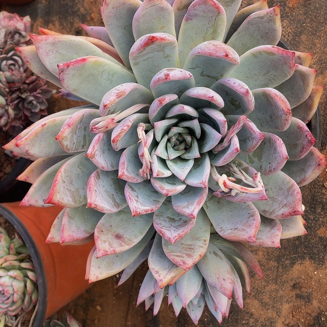 布兰迪群26.8多肉特价