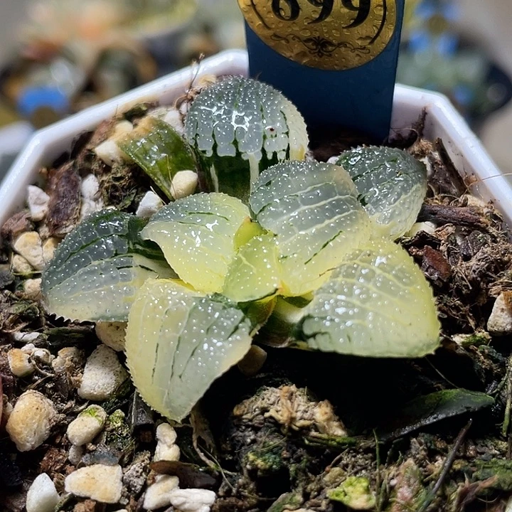 899完美天空之境錦特選福利