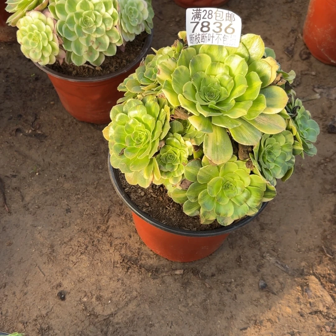M. 7836七彩琉璃多肉，ad