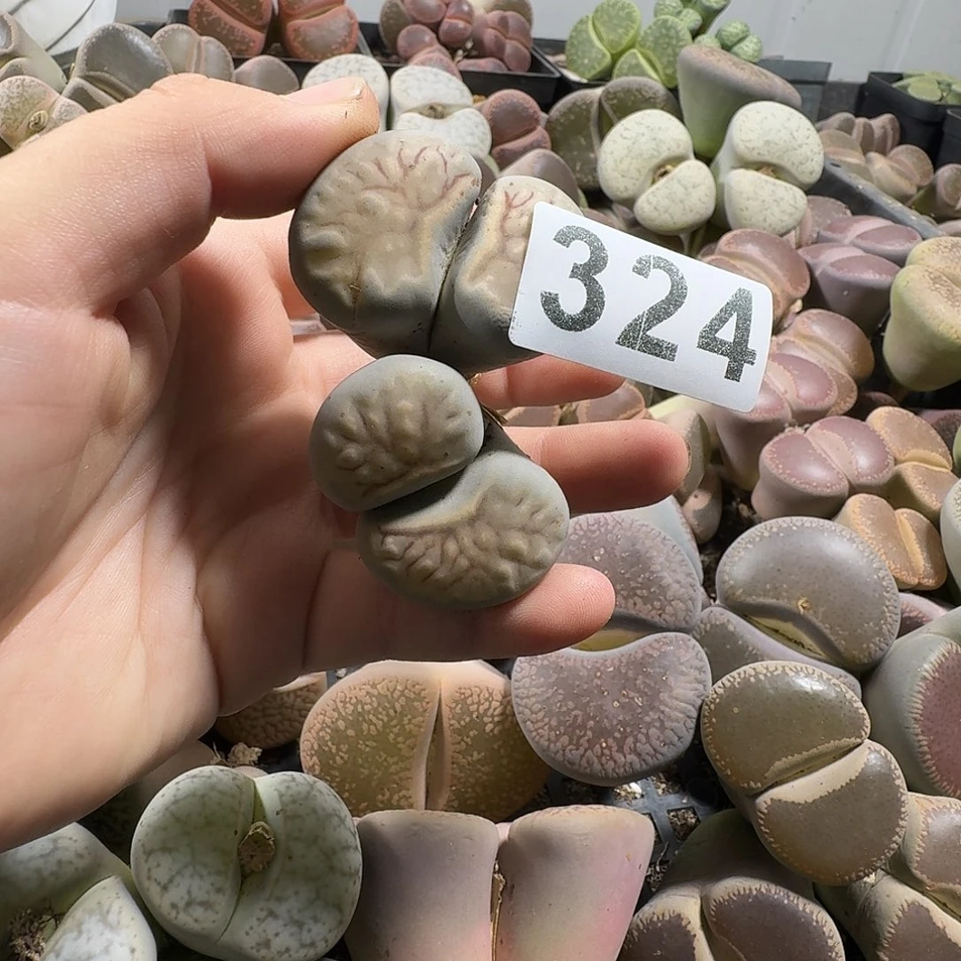 ****瑞生石花一物一拍324