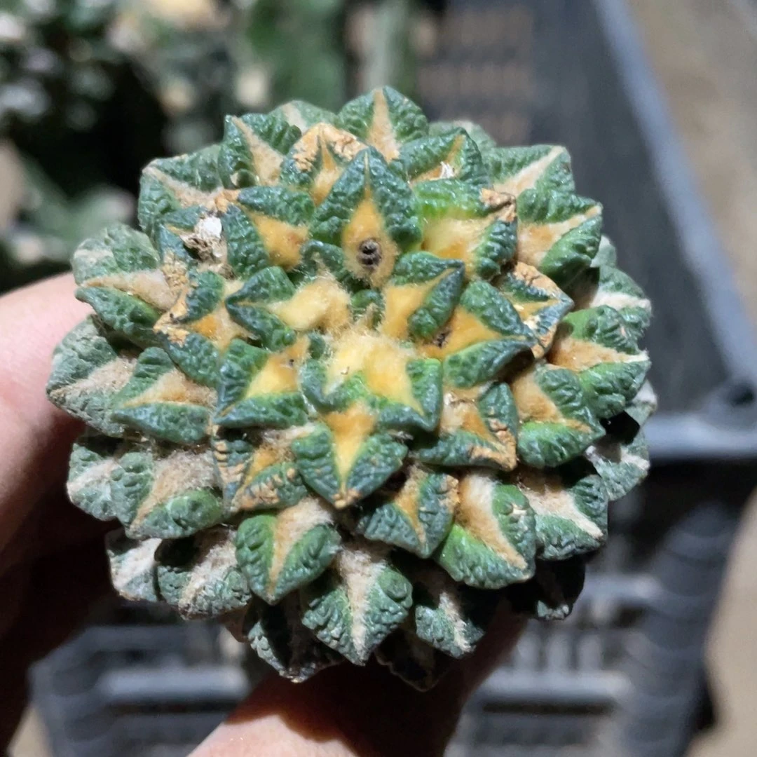 全部花朵螺旋黑牡丹851 仙人球