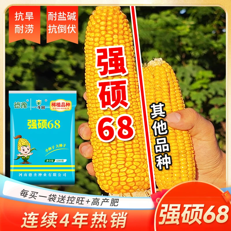 一斗田 国审强硕68正品玉米种子高产4200粒抗旱耐涝抗盐碱抗倒伏