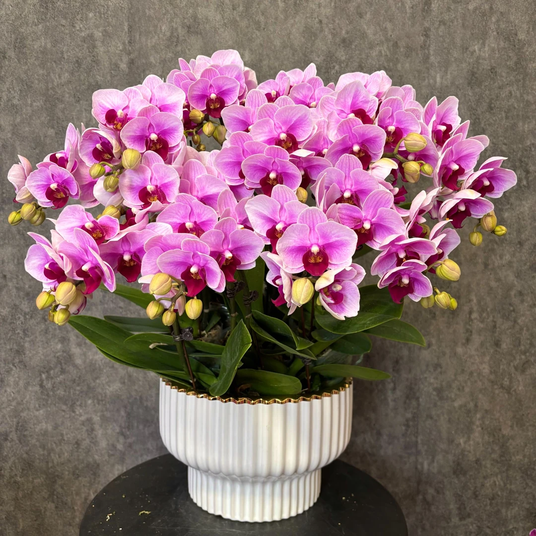 【宝贝-蝴蝶兰】鲜花绿植 中式 禅意 盆栽 送礼装饰 年宵花