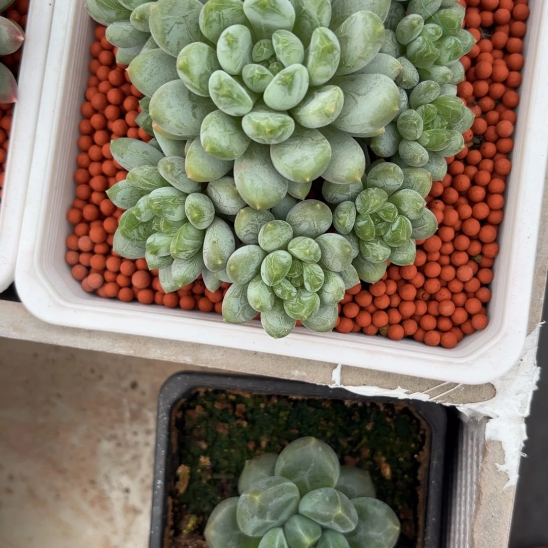 草****妮娜捧花草莓专拍送小单头