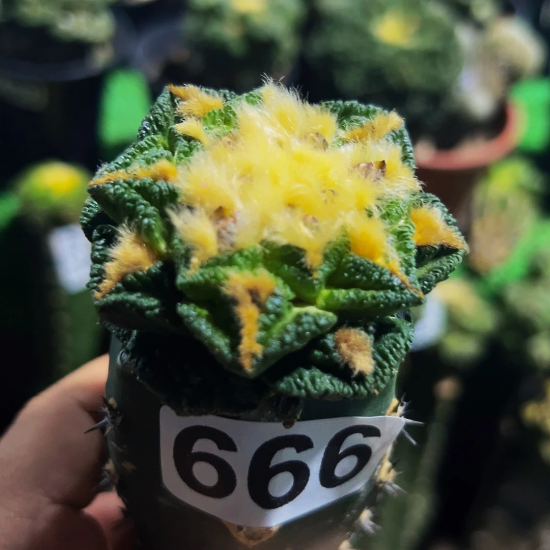 予***河无花朵辛顿牡丹666
