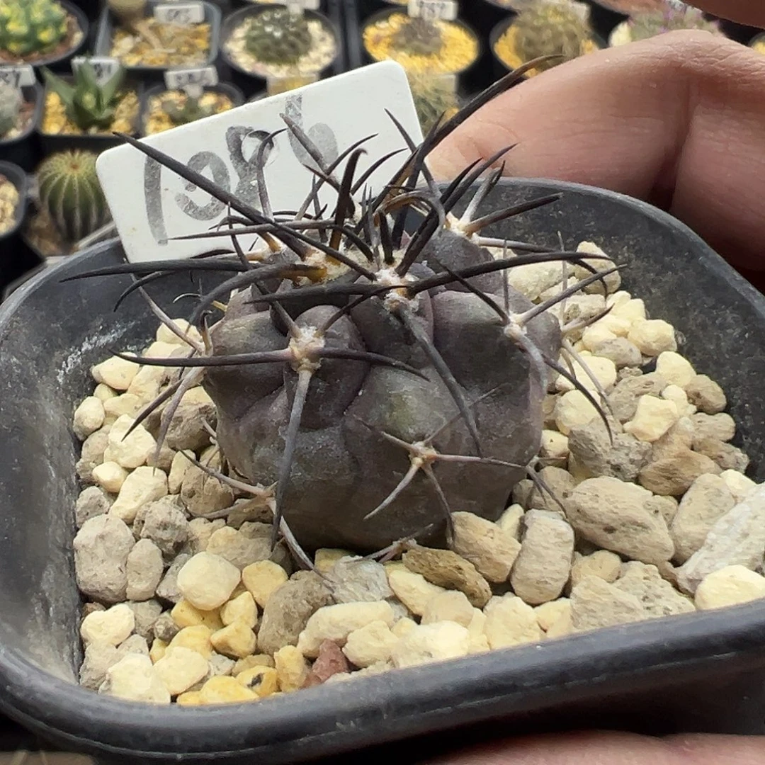 1086高山栗星玉实生