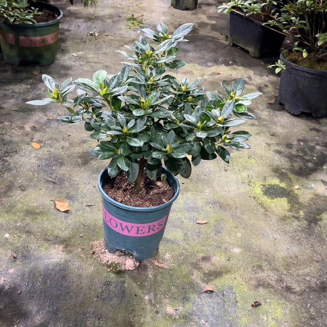 粉色重瓣大花桃梅锦