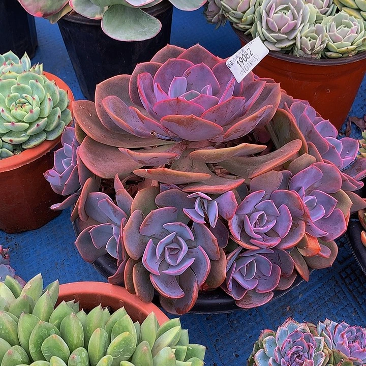 公***财    尘埃玫瑰多肉19082